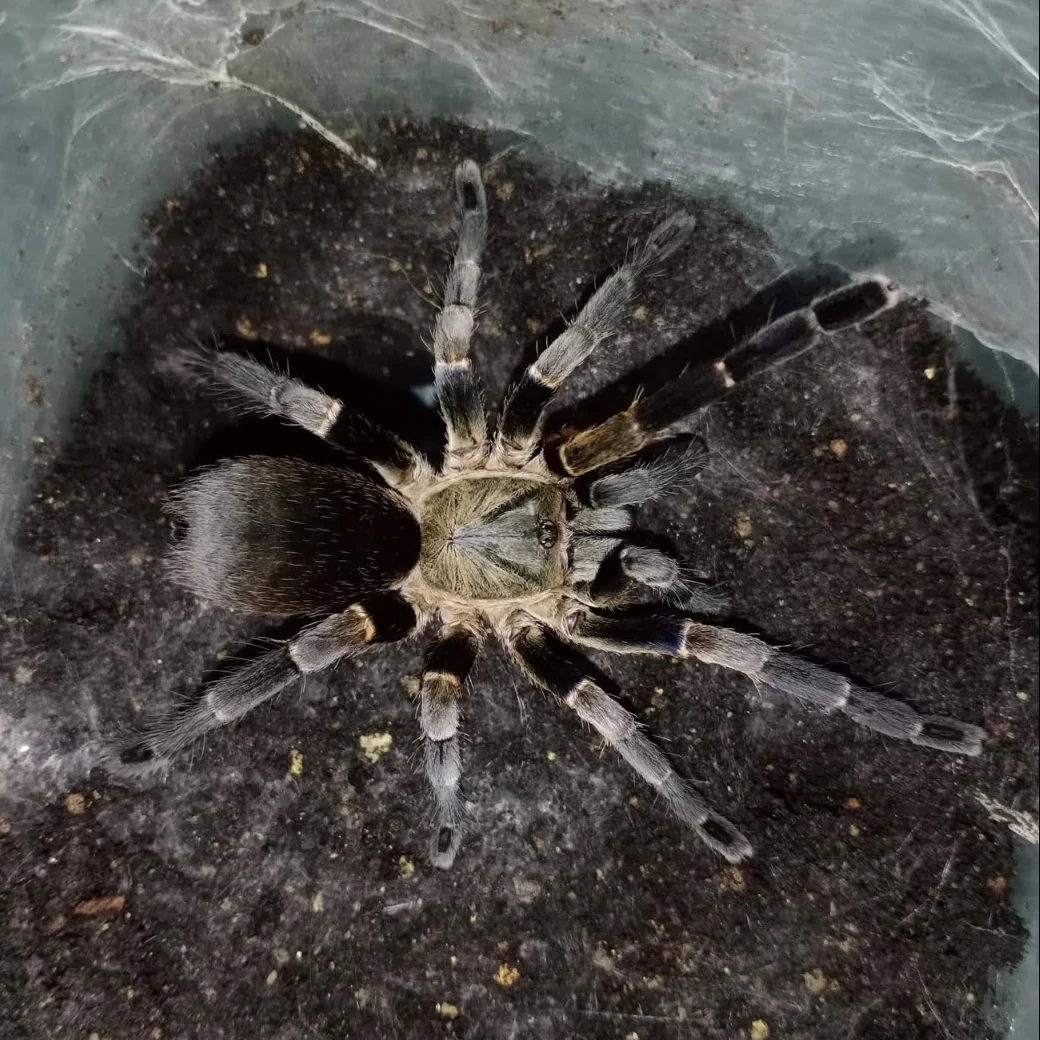 What's New? Tarantulas