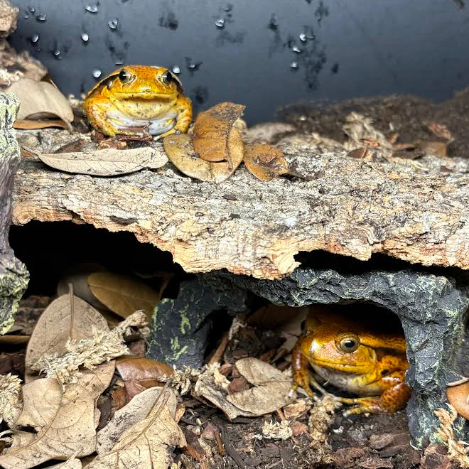 What's New? Reptiles